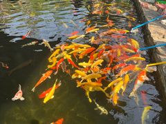 -鹅滋道(甘坑古镇店)