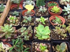 iphone_upload_pic-双季花艺园艺市场(浦东店)
