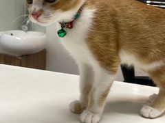 -御宝贝·A梦猫科宠物医院(国际猫友好医院)