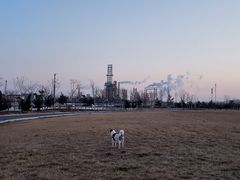 -趣玩宠物乐园寄养训犬训狗游泳池