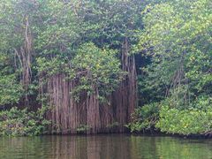 -北海金海湾红树林生态旅游区