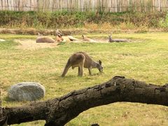 -泉州海丝野生动物世界