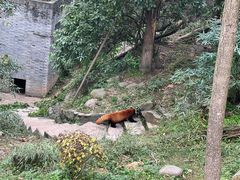 -都江堰中华大熊猫苑