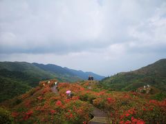 -大围山国家森林公园