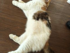 -猫岛主趣味餐厅(鼓浪屿店)