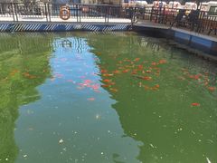 -北京龙庆四季香农家饭庄·灶台鱼·碳烤虹鳟鱼(龙庆峡店)