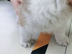-宠福鑫康馨动物医院·骨科·眼科