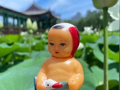 -莲花池公园
