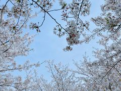 -高东镇樱花园