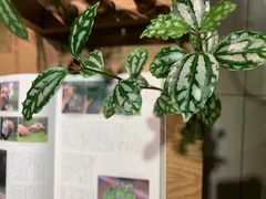 -柴务处·柴犬主题狗咖