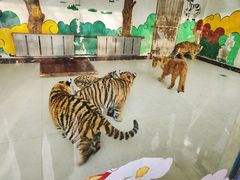 -大连森林动物园