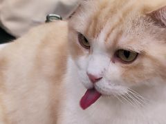 -安格丽娜·狗咖·猫咖羊驼咖(春熙路百盛商场店)