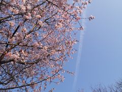 -顾村公园