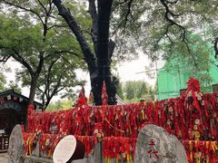 -大槐树寻根祭祖园