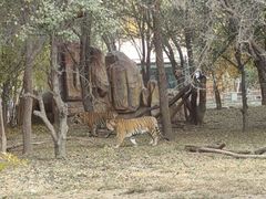 -北京野生动物园