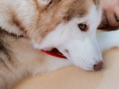 -Husky Go! 哈士奇体验馆·宠物咖啡厅狗咖