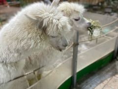 -上海大自然野生昆虫馆(东方明珠·爬宠昆虫探索中心)