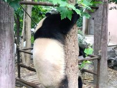 景点-成都大熊猫繁育研究基地