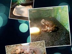 -上海大自然野生昆虫馆