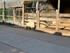 -呀路古热带植物园