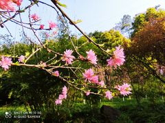 -重庆彩云湖湿地公园