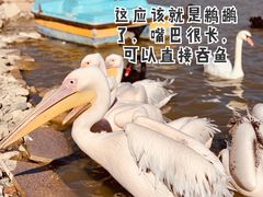 -新疆天山野生动物园