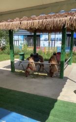 -萌宠亲子动物乐园(槐房万达店)