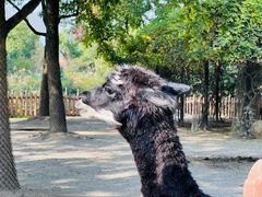 -上海野生动物园
