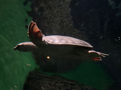 -上海海洋水族馆