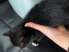 -艾吉宠物医院·疑难杂症转诊中心·猫友好(碧江路院)