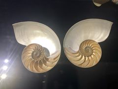 -青岛贝壳博物馆