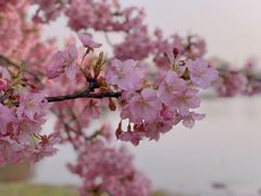 -上海辰山植物园