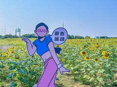 -杭州湾海上花田景区