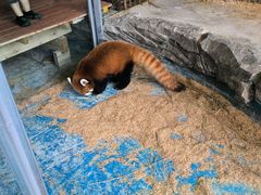 -绿色星球动物主题公园
