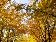 -三里屯东五街银杏大道