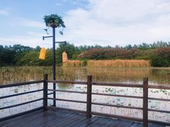 -大湾区中央湿地公园