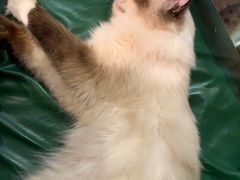 -猫色咖啡·猫咖