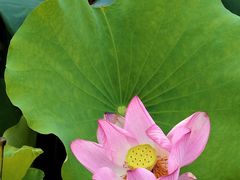 -荷塘月色湿地公园·向阳花洲