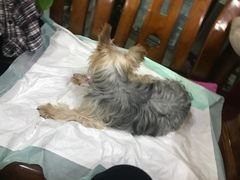 -爱侣宠医·鹦鹉专科·小型哺乳类·异宠专科(灵石路店)