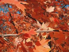 -长白岛森林公园