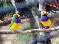 -费瑟代尔野生动物园