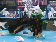 -中环花鸟鱼虫市场