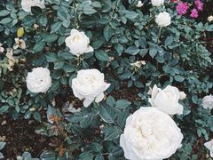 -人民公园(罗湖区)