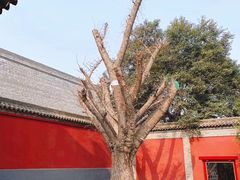 -西安市广仁寺