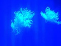 -福州罗源湾海洋世界旅游区