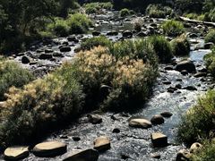 -卿园芳远·正宗石鼓白鸭汤