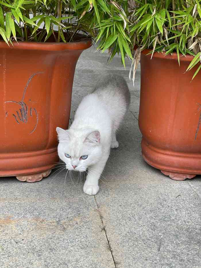 亮亮猫舍-"【项目】宠物售卖 | 食品用品亲至去了."-大众点评移动版