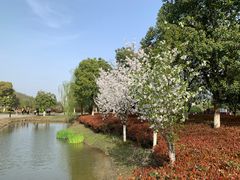 -径山花海
