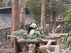 -都江堰中华大熊猫苑