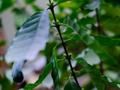 -豆舞咖啡(民乐路店)